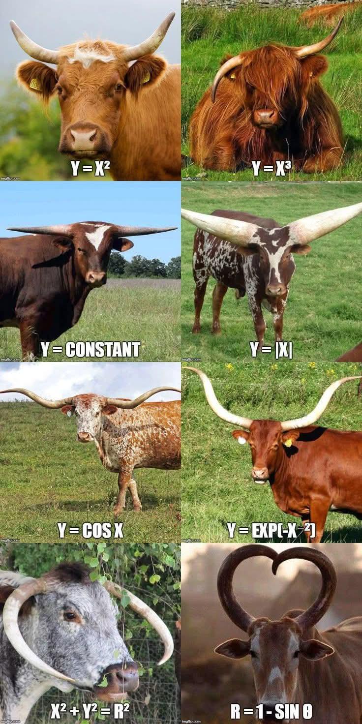 Learn Functions With The Math Cows