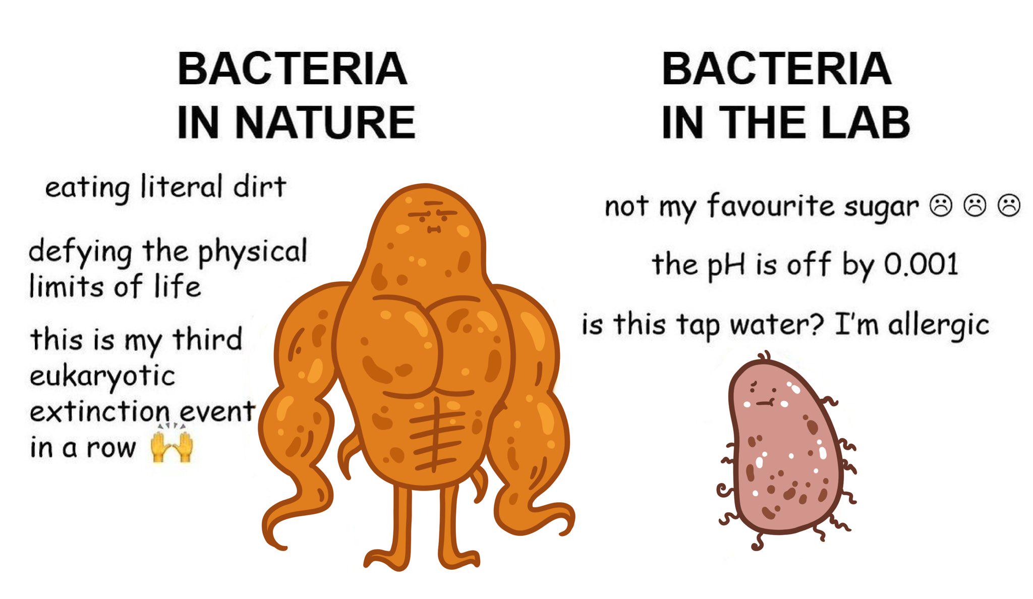 The Double Life Of Bacteria