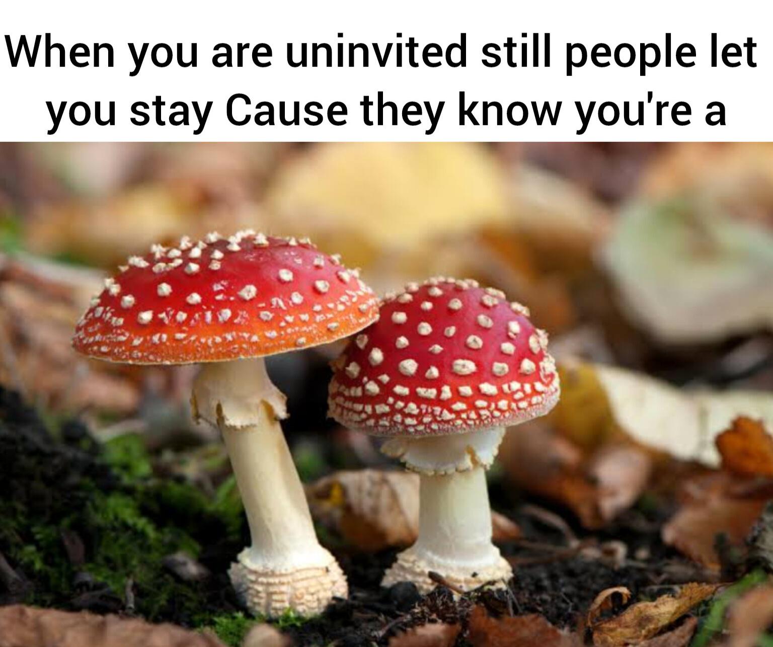 The Uninvited Fungi At Nature's Party