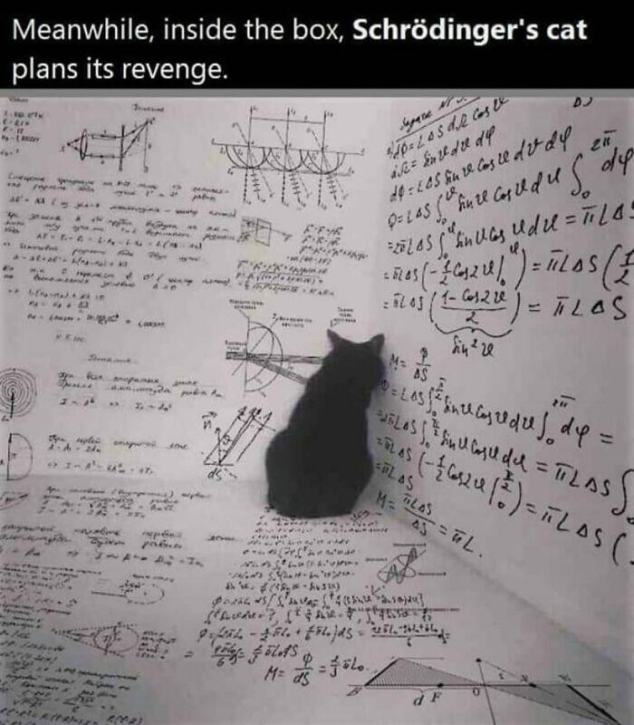 Quantum Revenge: The Cat Strikes Back