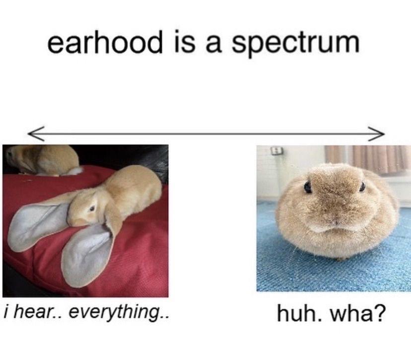 Oryctolagus Cuniculus Spectrum