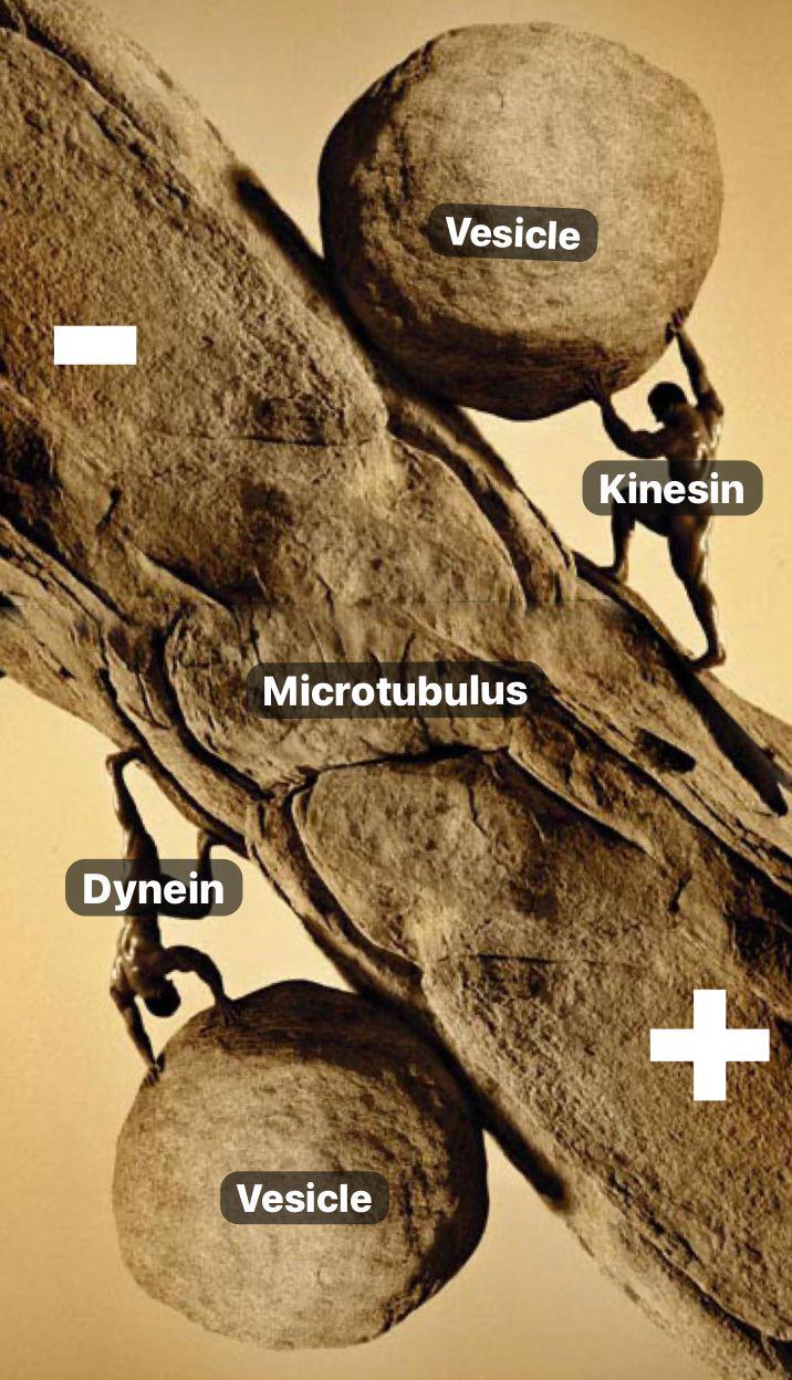 Is Kinesin Motor Protein Happy?