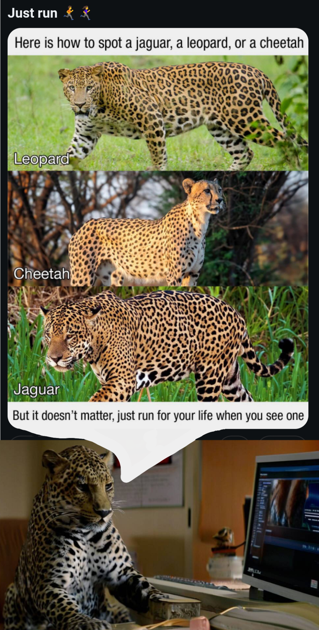 Don't Believe The Felinae Psyop