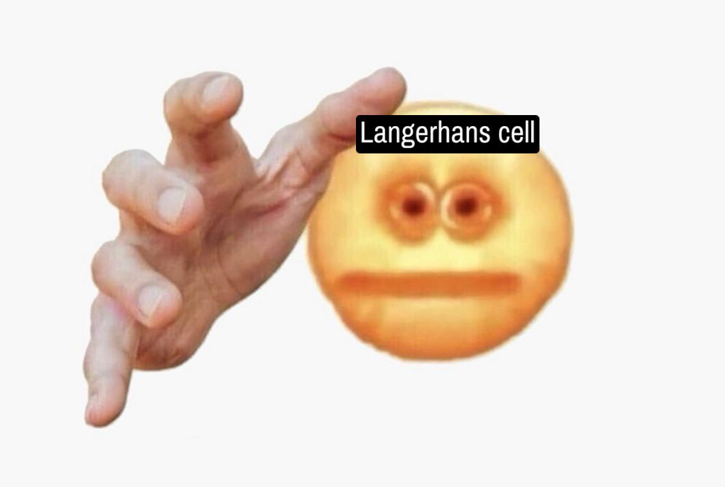 The Last Thing A Microbe Sees When It Breaches The Epidermis