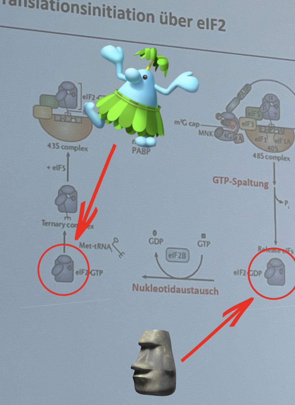When Translation Initiation Gets Tropical