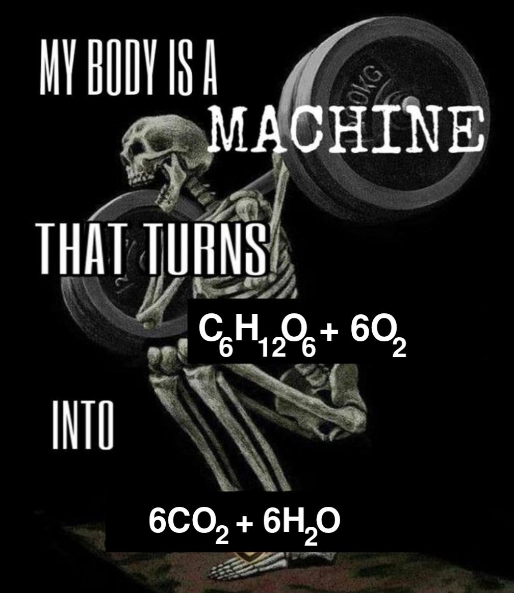 The Biochemical Gym Rat