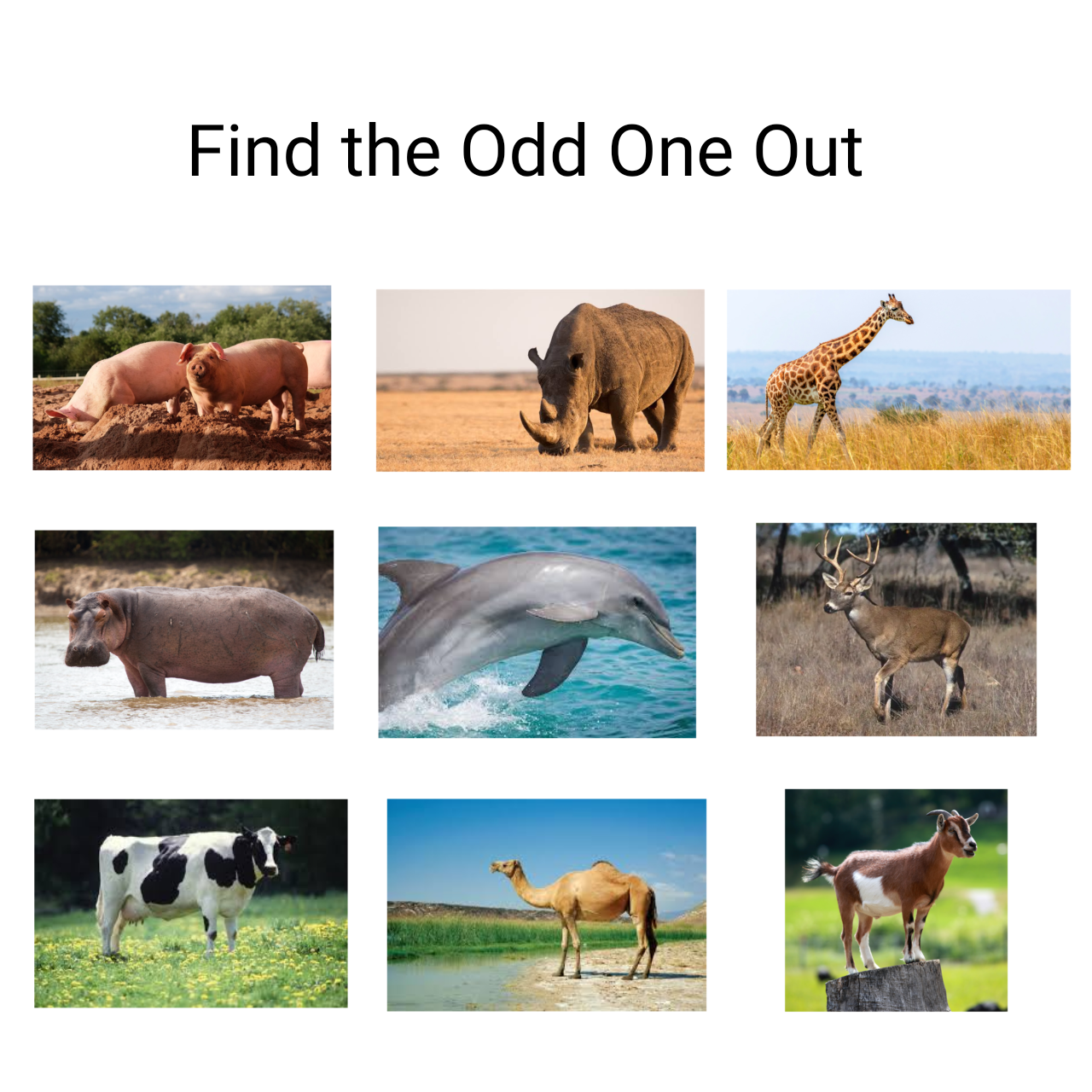 Find The Odd One Out