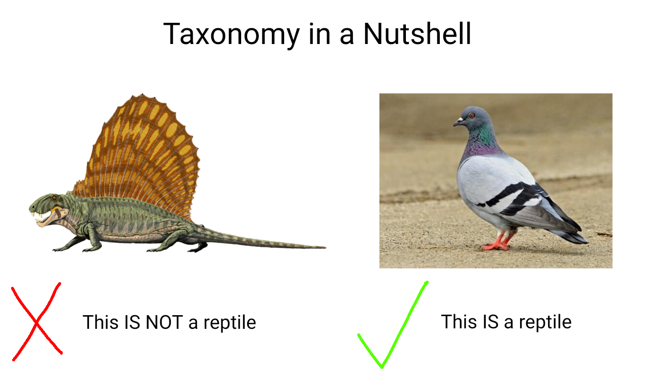Cladistic Taxonomy: When Pigeons Are Reptiles