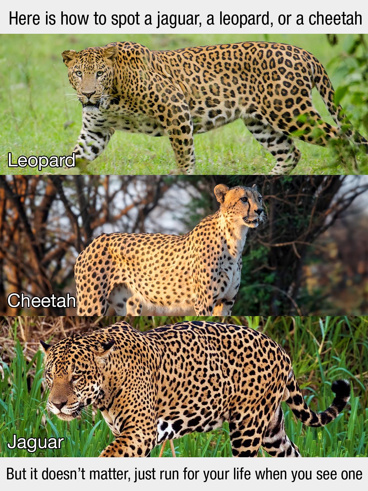 Taxonomic Distinctions Vs Survival Instincts