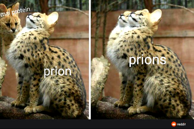 Prion Disease In A Nutshell