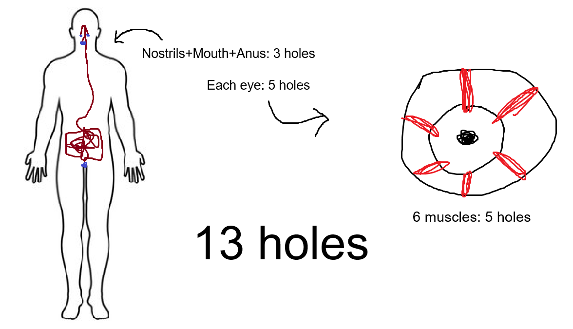 Humans Are A Torus, With Genus 13...