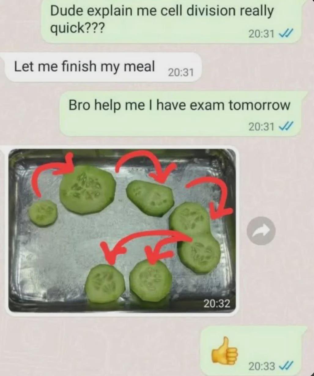 Cucumber Cell Division 101