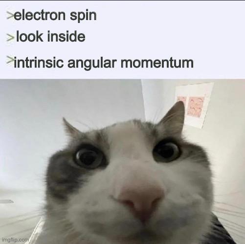 Quantum Confusion Cat