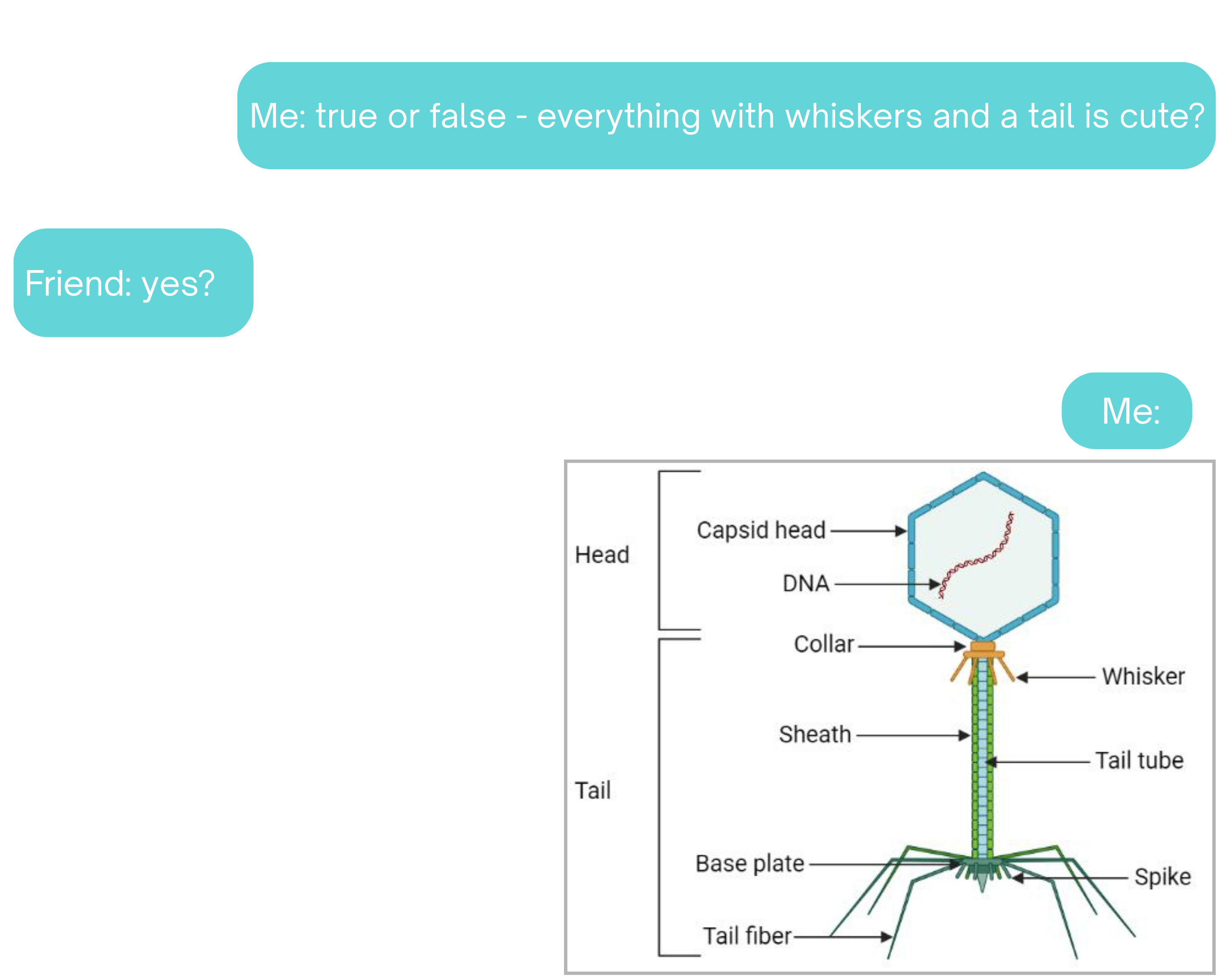 Bacteriophages: The Unexpected Whisker Owners