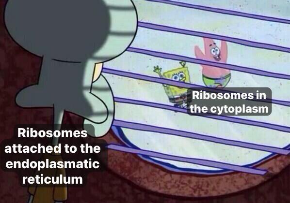 Life Of A Ribosome: The Cellular Class Divide