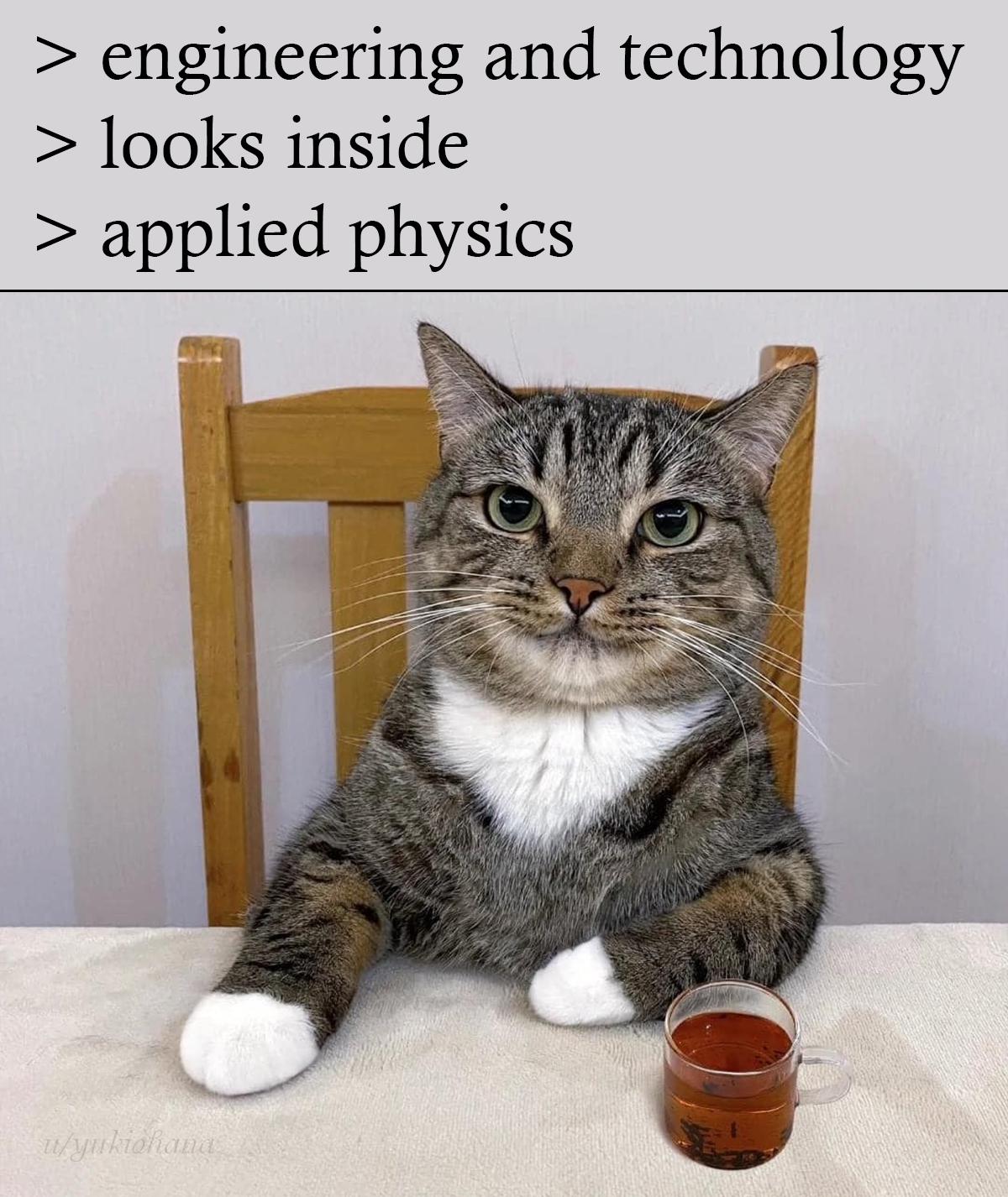 The Scientific Hierarchy Of Feline Contemplation