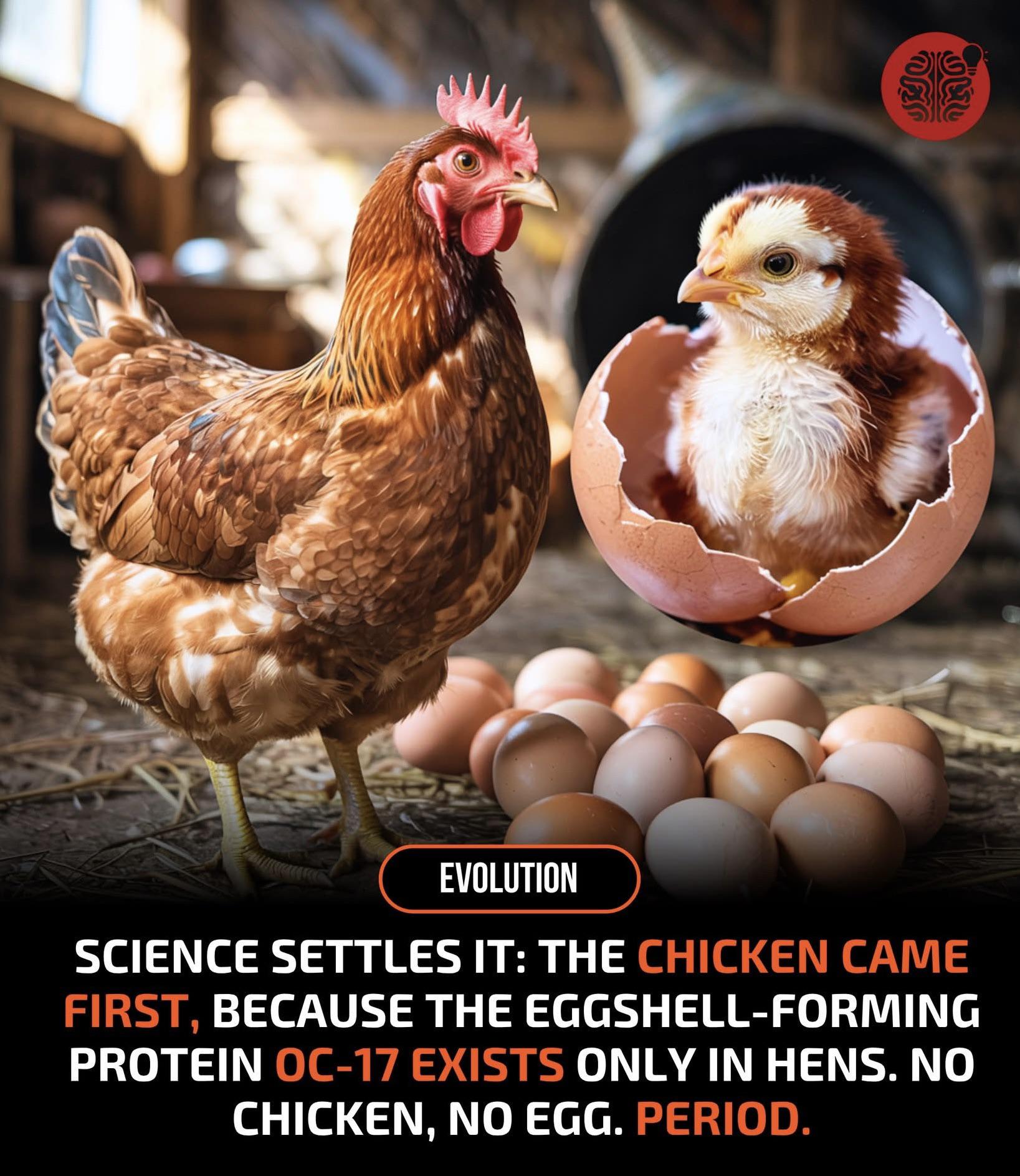 The Chicken-Egg Paradox Cracked