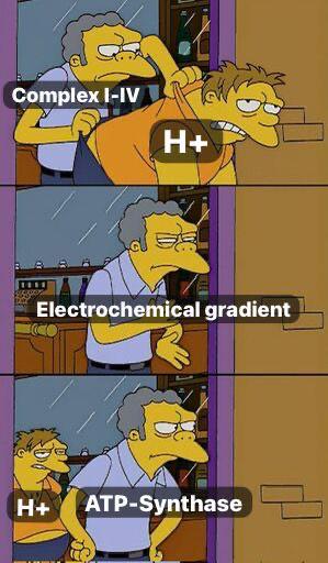 Respiratory Chain Be Like