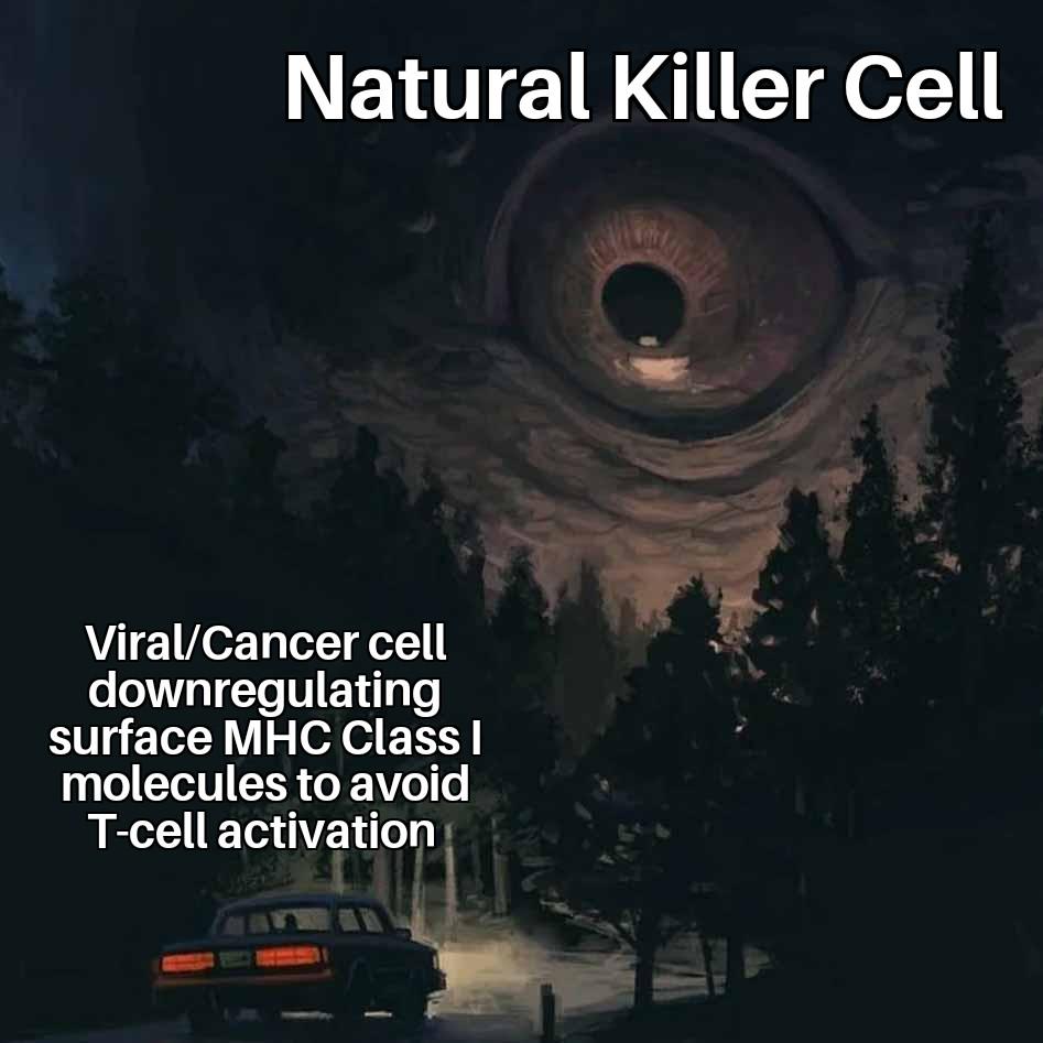 Natural Killer Cell: The Immune System's Horror Movie