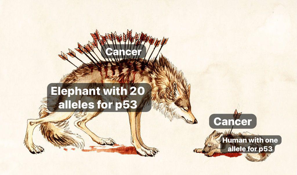 Of Elephants And Men