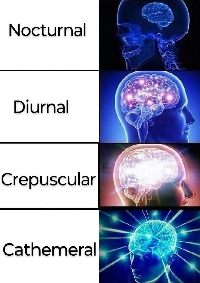 Vocabulary: The Ultimate Brain Illuminator
