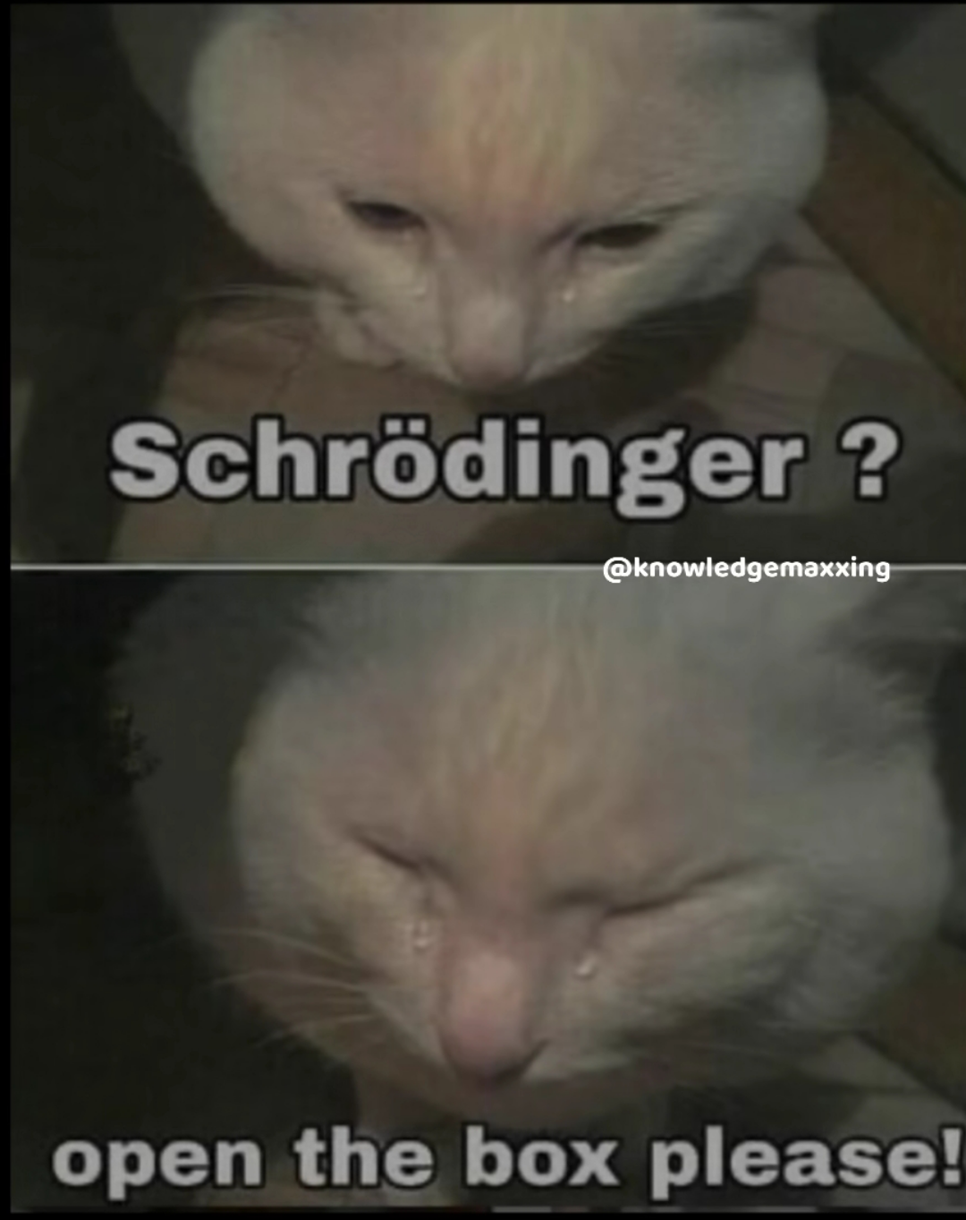 Everybody Asks If The Cat Is, Nobody Asks How The Cat Is
