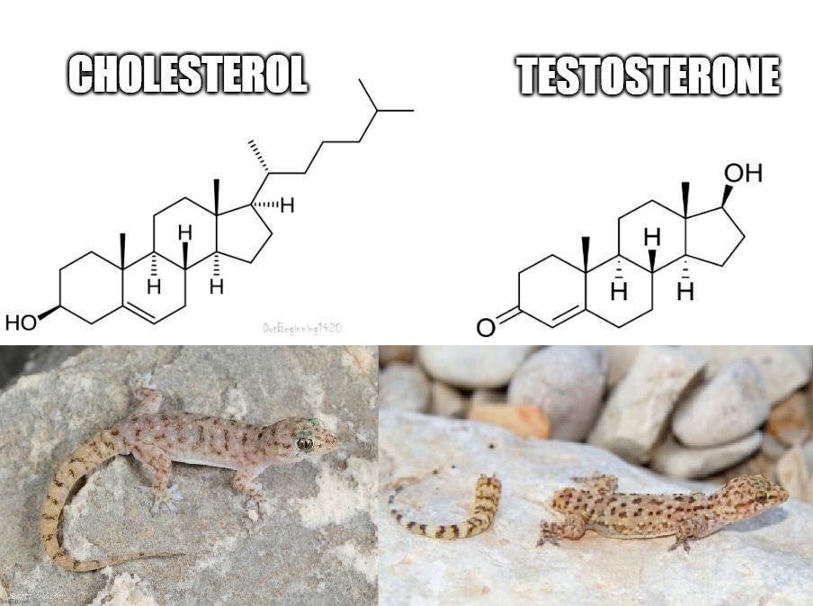 The Molecular Glow-Up: From Cholesterol To Testosterone