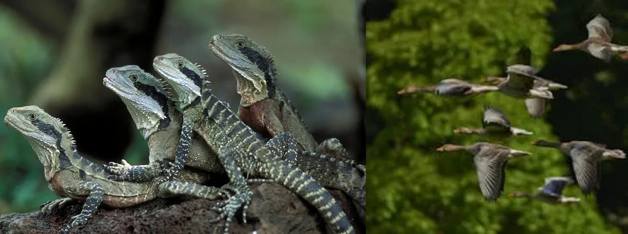 Can We All Agree That Birds Are Terrible Lizards?