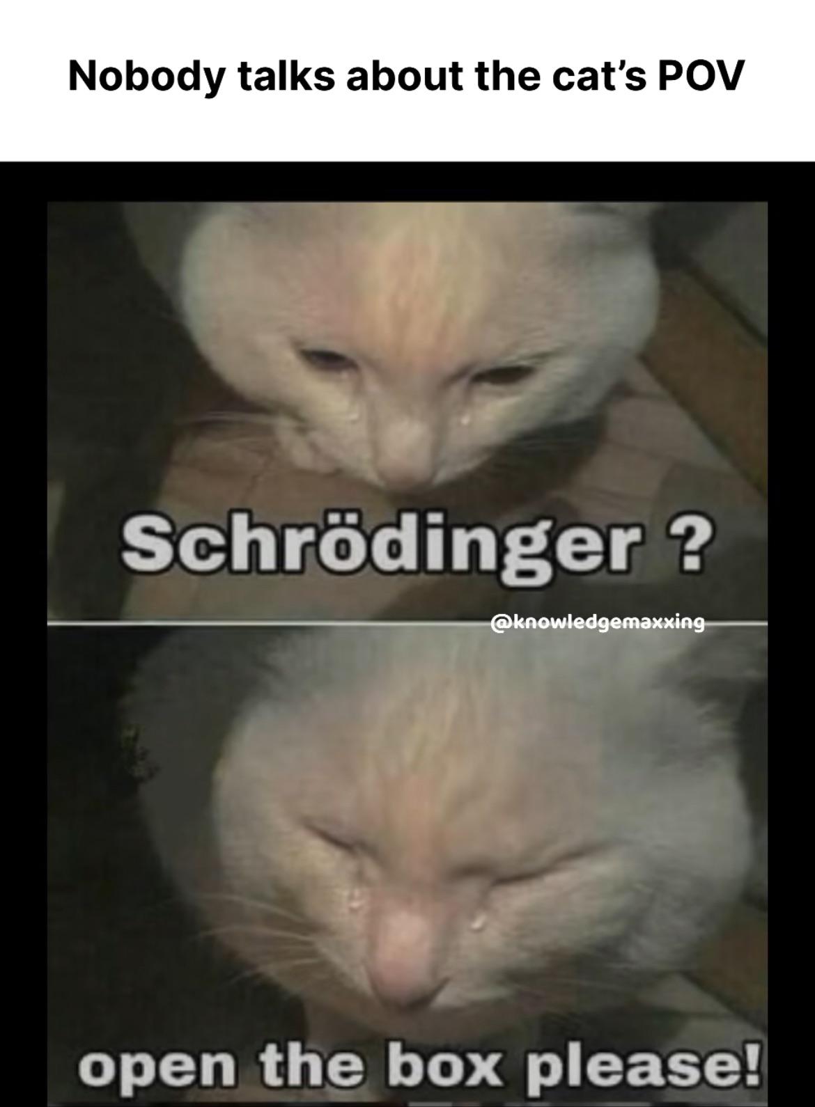 The Quantum Cat's Existential Crisis