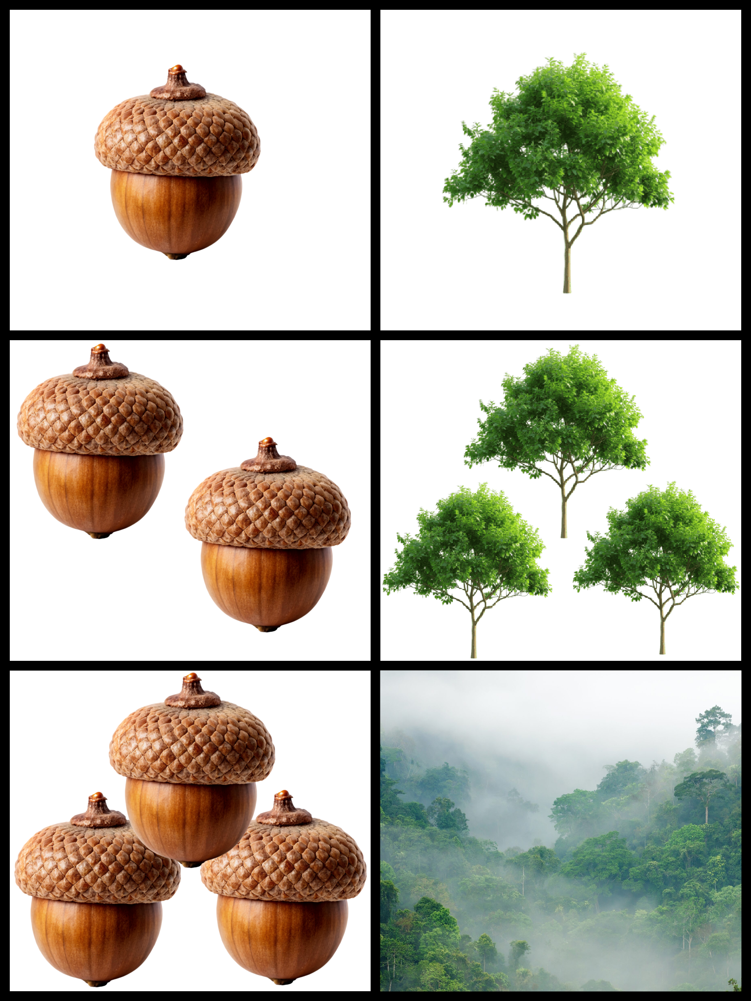 From Tiny Acorns, Mighty Forests Grow