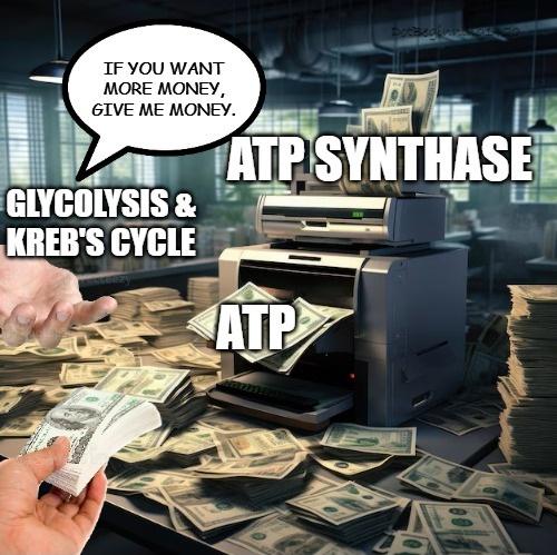 If ATP Was The Cell's Energy Currency