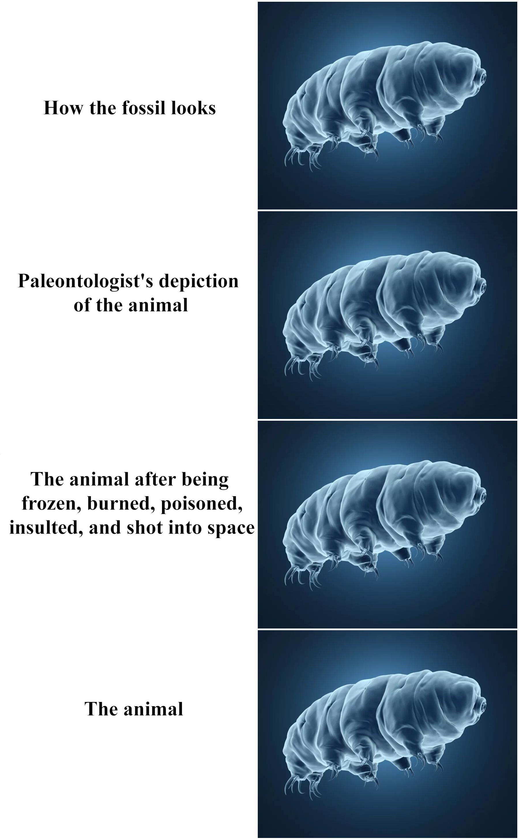 Interpretation Of Data: The Indestructible Tardigrade Edition