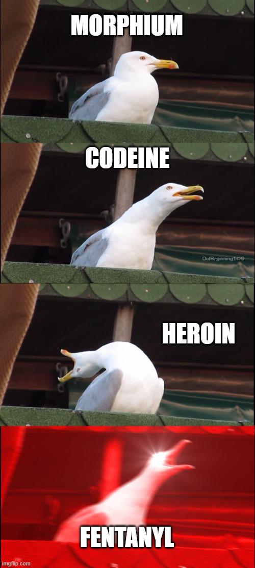 The Opioid Potency Progression: Seagull Edition