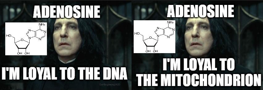Adenosine To Whom Are You Loyal To?