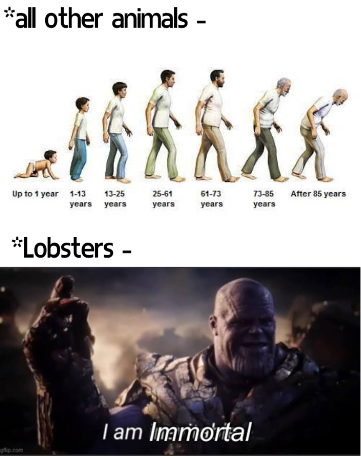Lobsters: The Immortal Sea Gangsters