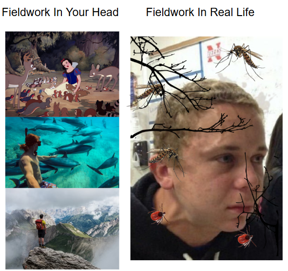 Fieldwork In Your Head vs. Fieldwork In Real Life