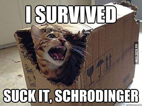 Breaking News: Schrödinger's Cat Finally Gives His Side Of The Story