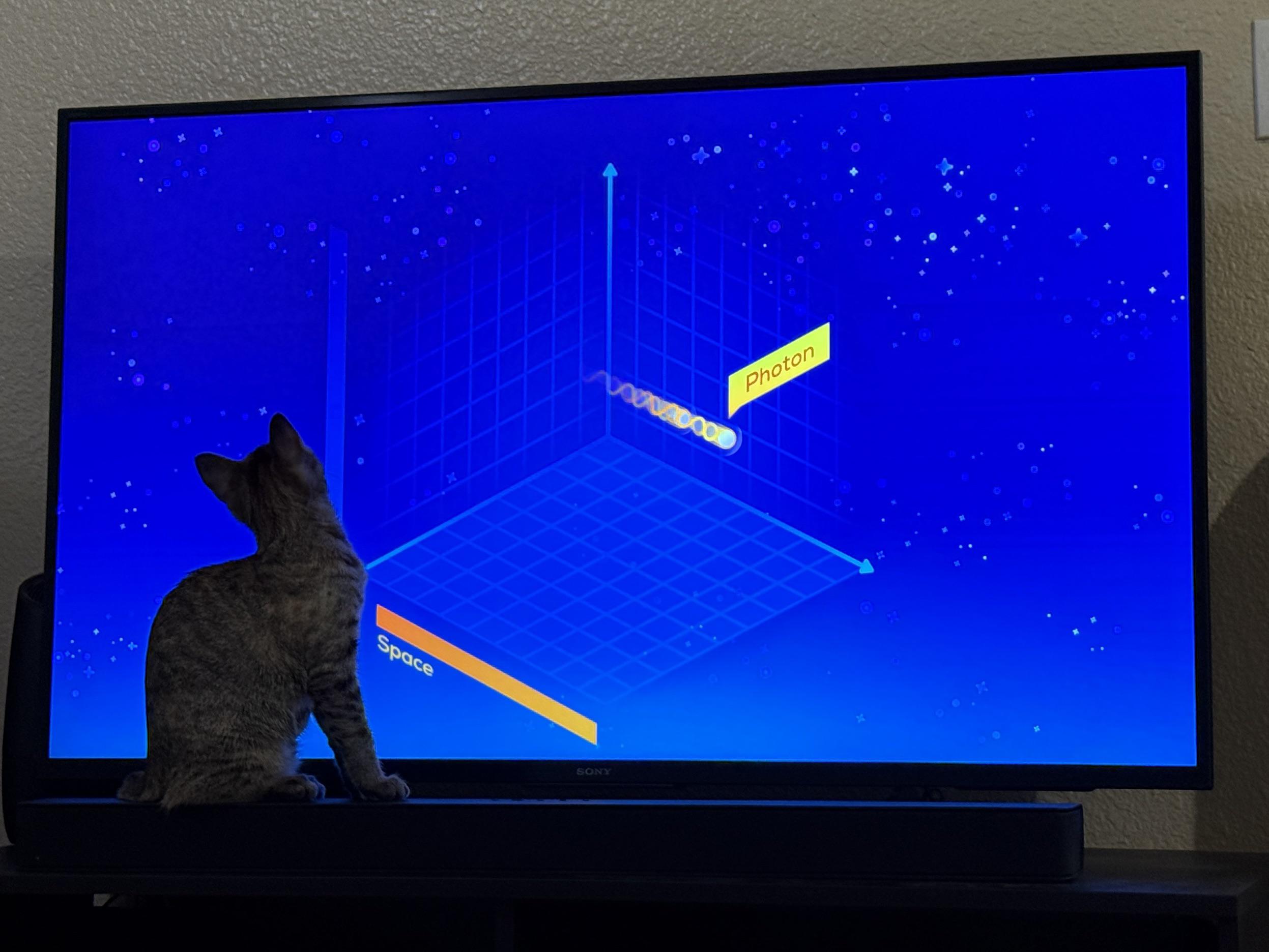 It's Important To Develop Your Kitten's Interest In Physics From A Young Age