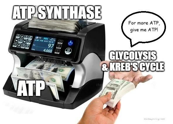 If ATP Was The Cell's Energy Currency