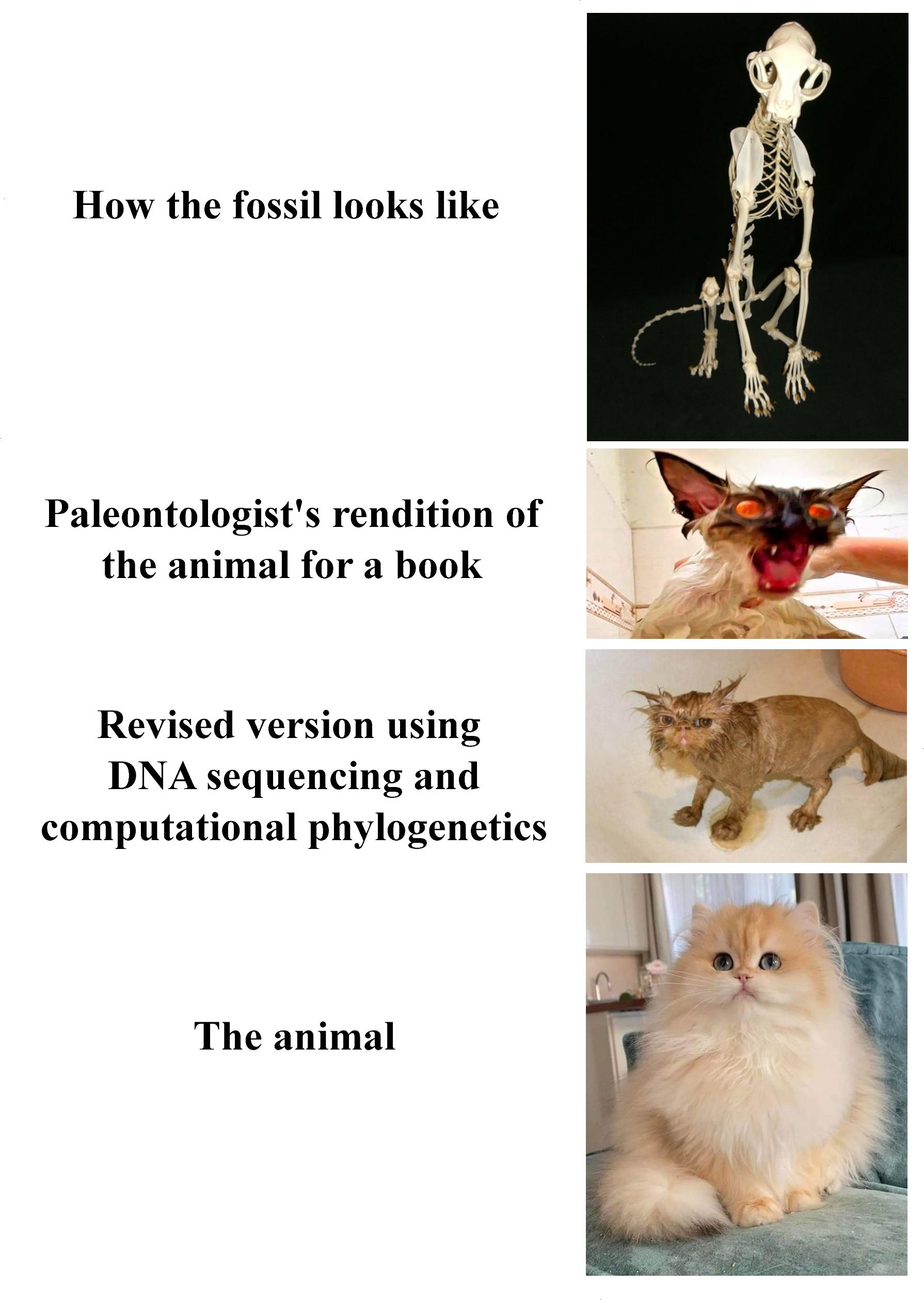 Interpretation Of Data: From Skeleton To Floof