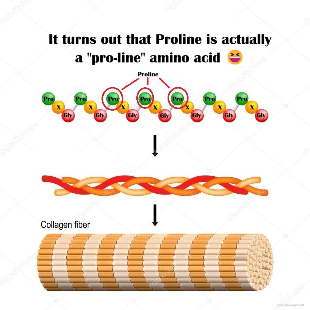Proline Makes Lines