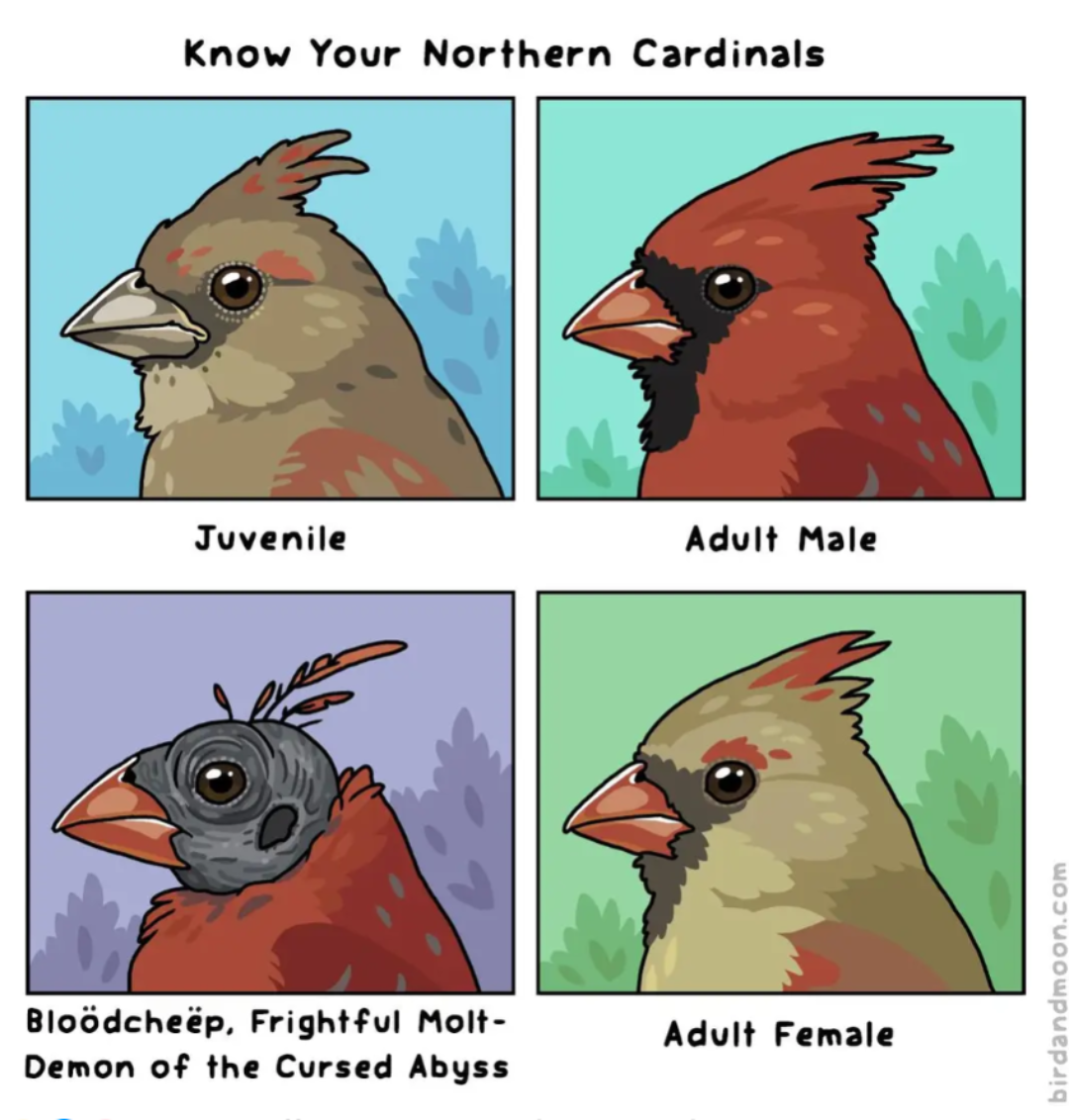 Know Your Northern Cardinals (And Their Eldritch Forms)