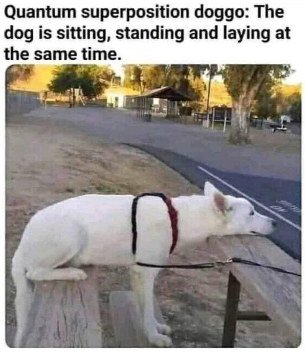 Quantum Superposition Doggo