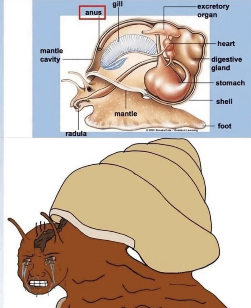 The Anatomical Self-Awareness Crisis