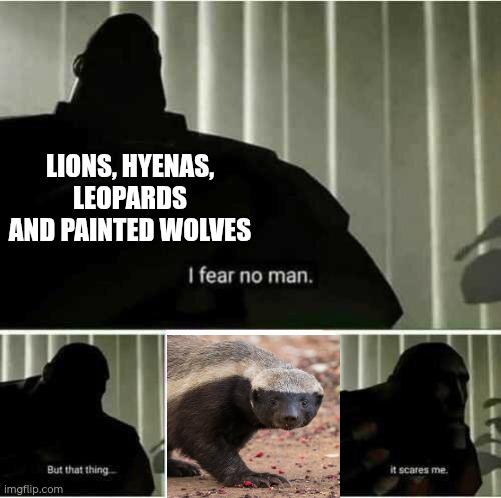 Should I Pet Honey Badgers?