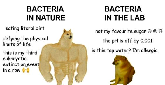 Bacteria Really Caught Lacking