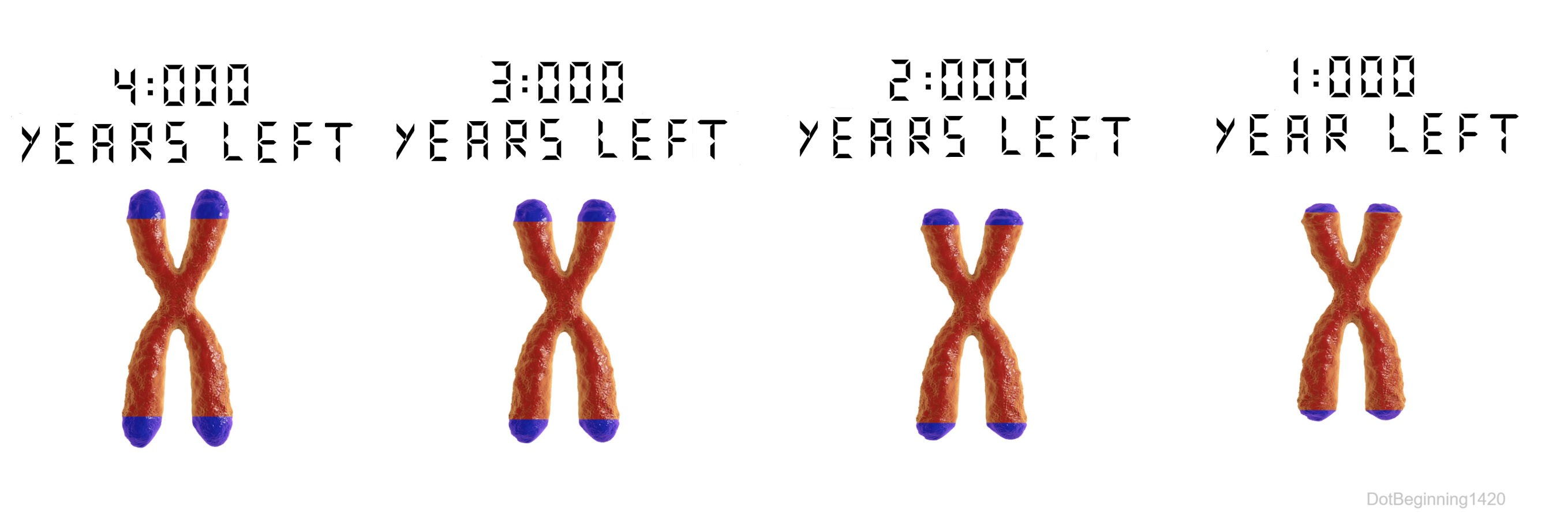 The Incredible Shrinking Chromosomes