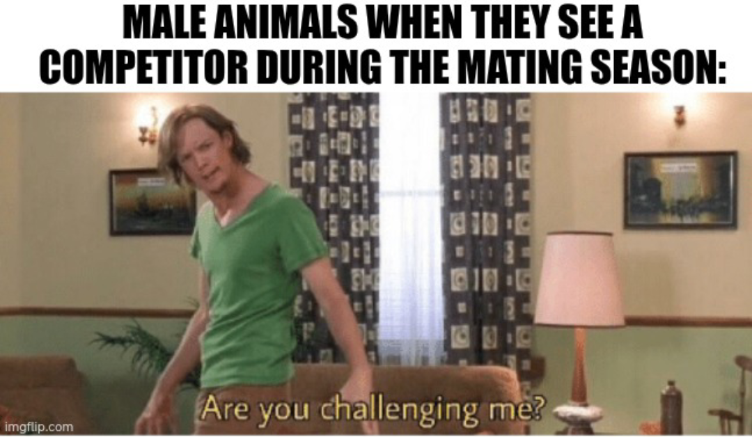 Valentine's Day: Animal Edition