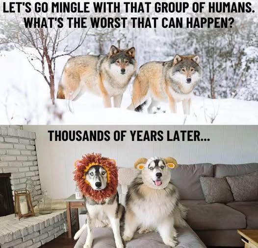 Evolutionary Regrets