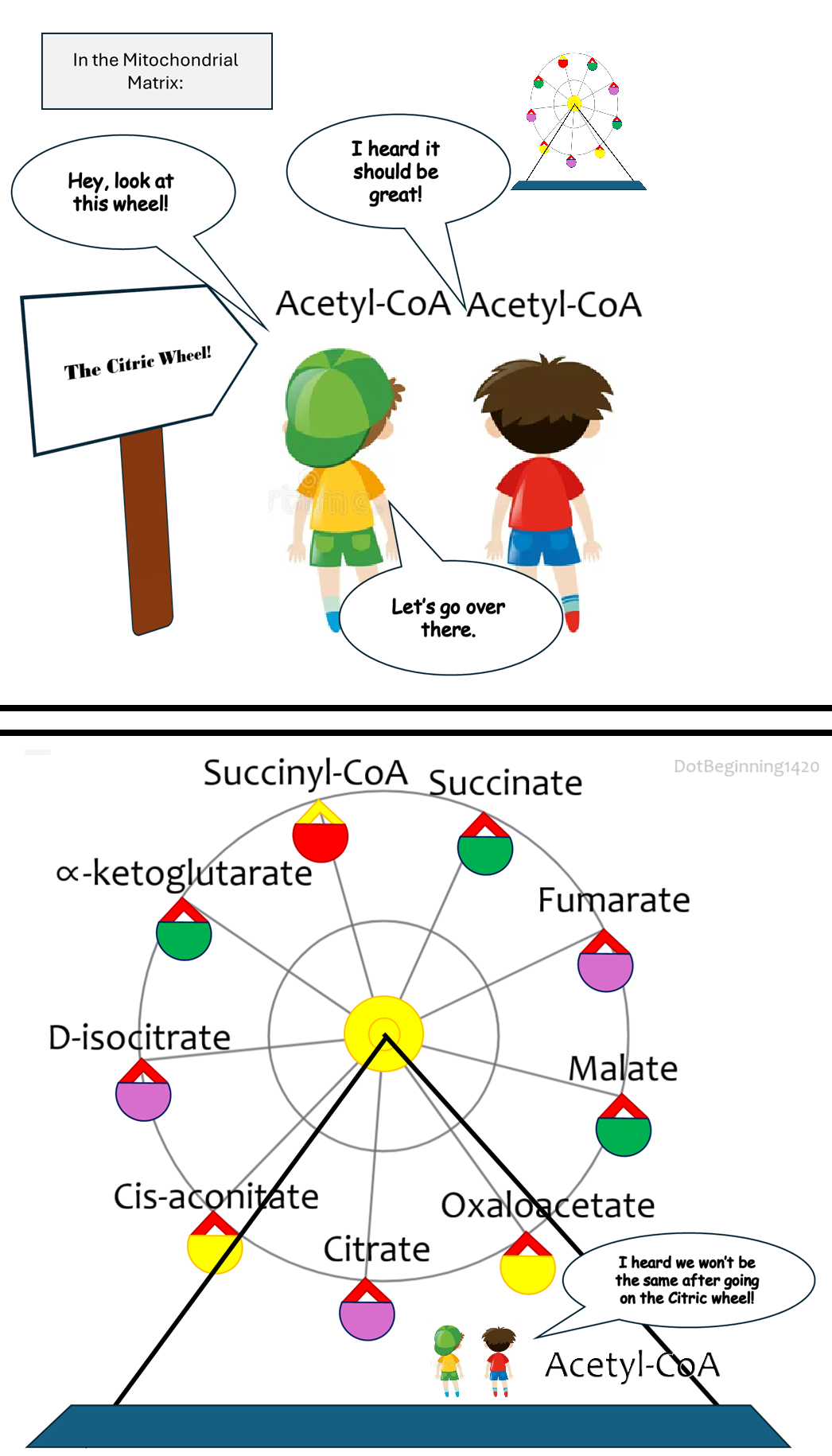In The (Mitochondrial) Matrix